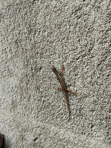 Sphenomorphus sanctus