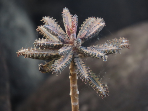Kalanchoe