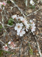 Prunus