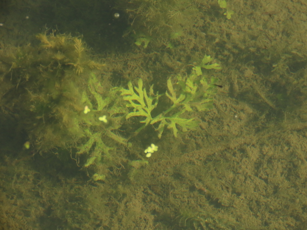 Rau cần trời – Ceratopteris thalictroides