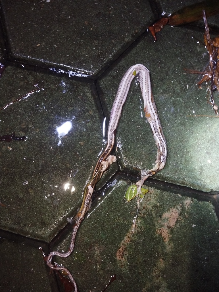 Boie's Many-tooth Snake (Sibynophis geminatus)