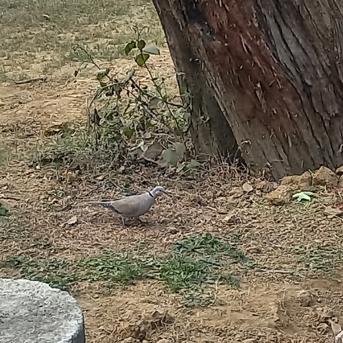 Eurasian Collared Dove (Streptopelia decaocto), photo 7