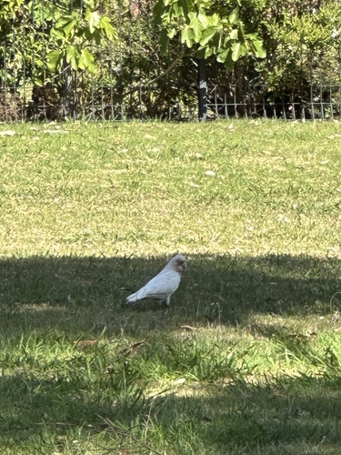 Long-billed Corella (Cacatua tenuirostris)