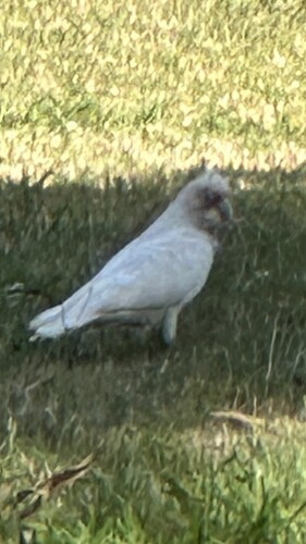 Long-billed Corella (Cacatua tenuirostris), photo 2