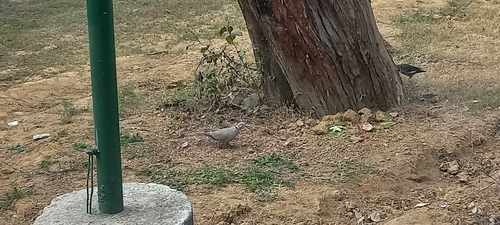 Eurasian Collared Dove (Streptopelia decaocto), photo 8