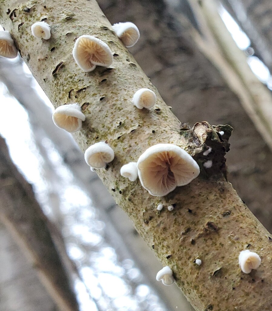 Crepidotus · December 2025 · photo: © at54 (iNaturalist, cc0)
