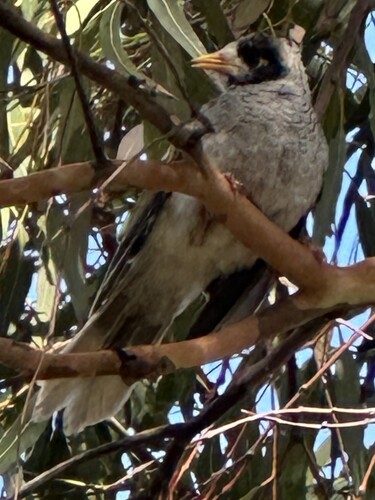 Noisy Miner (Manorina melanocephala), photo 4