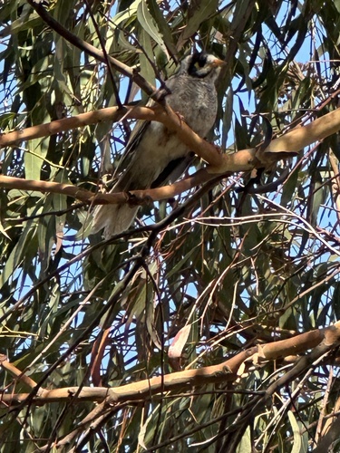 Noisy Miner (Manorina melanocephala), photo 3
