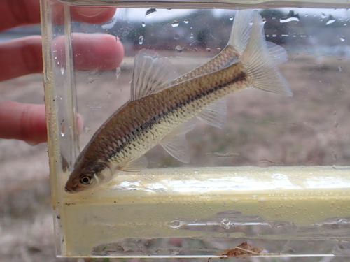 False razbora (Pseudorasbora parva) — Cyprinidae