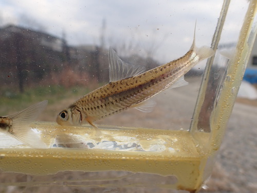 Khanka gudgeon (Squalidus chankaensis) — Cyprinidae