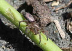 Scotophaeus pretiosus