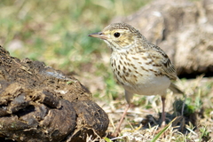 Anthus lutescens