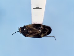 Plagiognathus obscurus