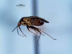 Plagiognathus obscurus