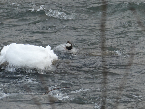 White-throated Dipper (Cinclus cinclus), photo 6