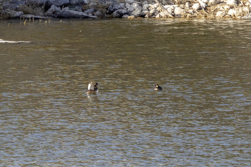 African Black-necked Grebe