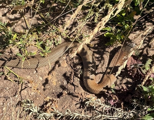 Lowlands Copperhead