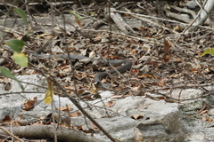 Cubophis cantherigerus
