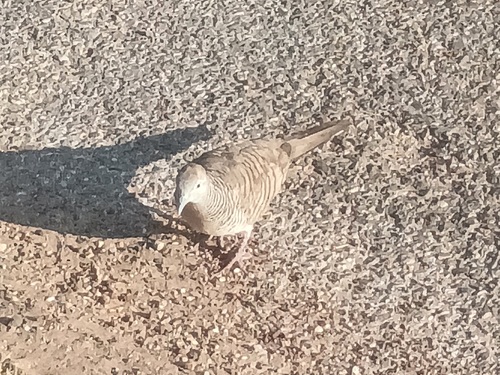 Zebra Dove (Geopelia striata), photo 4