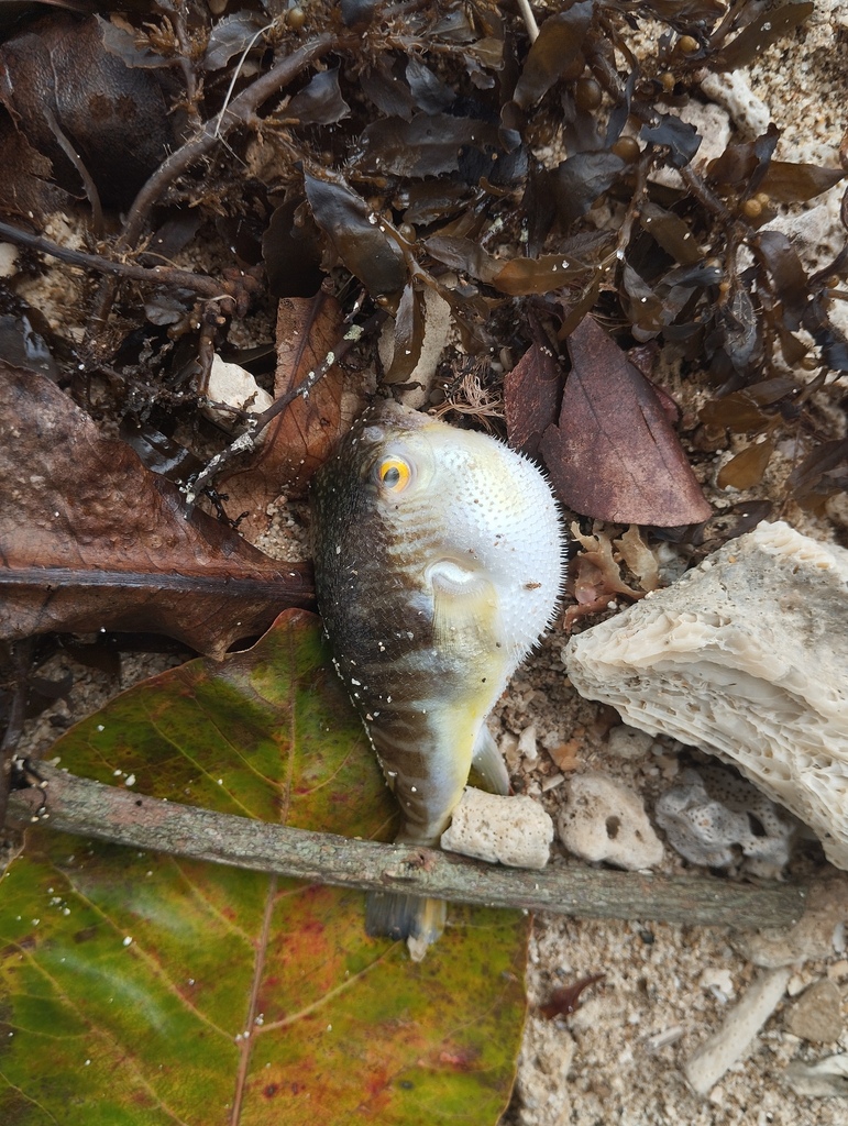 Lattice blaasop (Takifugu oblongus) — Tetraodontidae