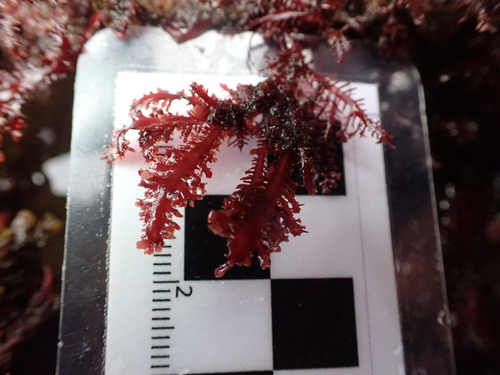 Gelidium spinosum observed 2026-01-04