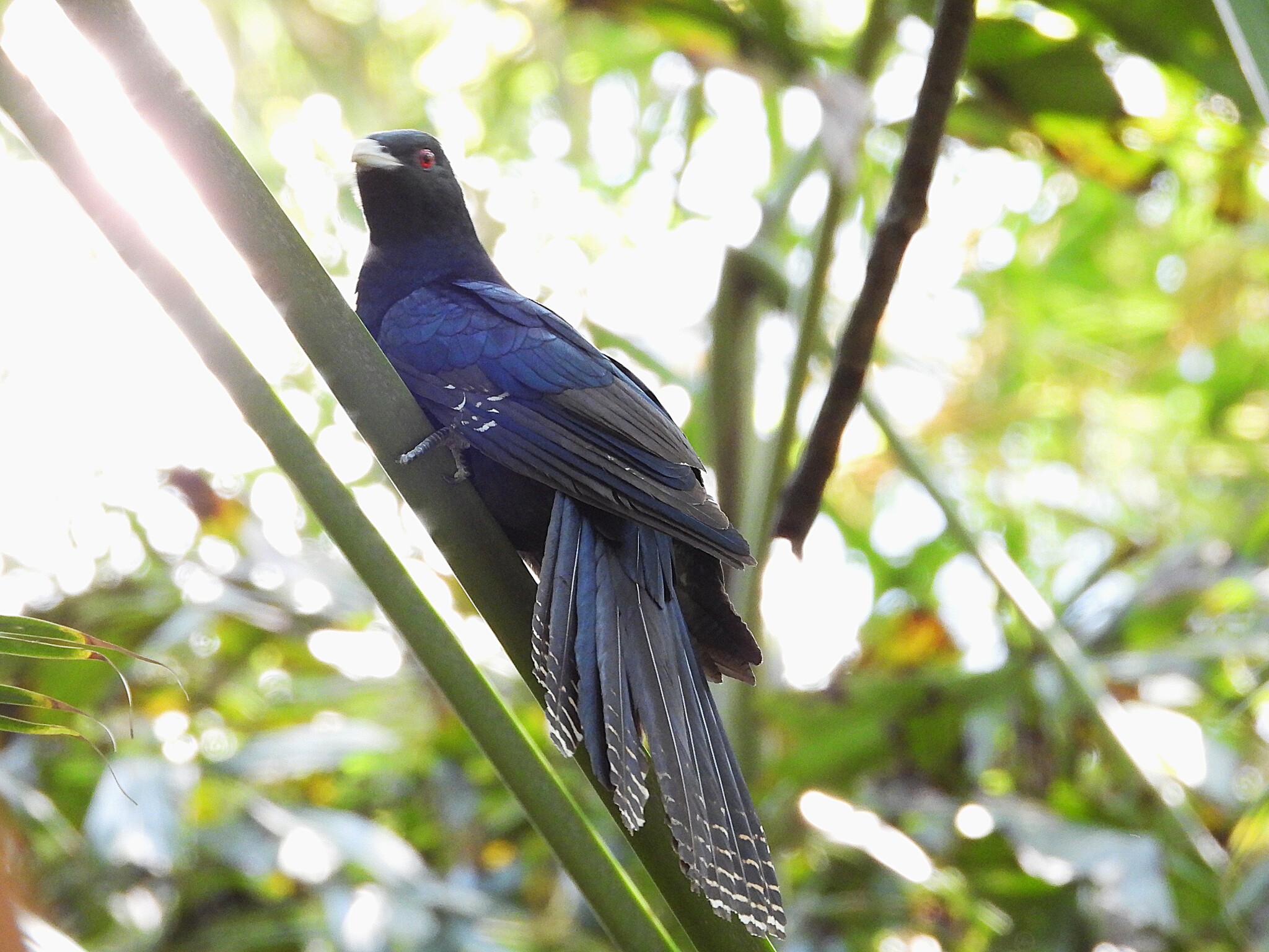 Asian Koel (Eudynamys scolopaceus), photo 2