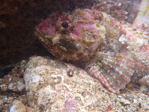 Black scorpionfish (Scorpaena porcus) — Scorpaenidae — 3
