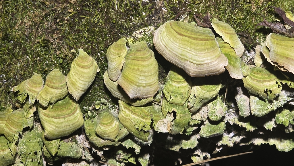 Trichaptum biforme · January 2026 · photo: © paulomascaretti (iNaturalist, cc-by)
