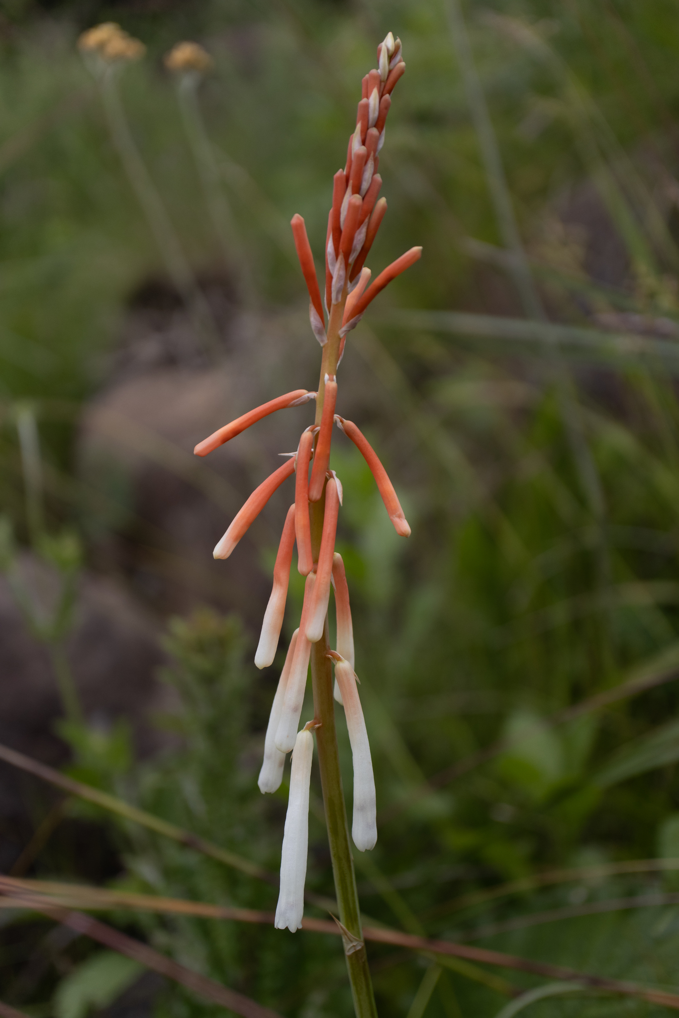 Candilera