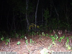 Sylvilagus cunicularius insolitus
