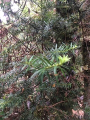 Podocarpus nubigenus