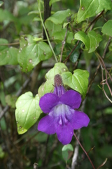 Maurandya barclayana