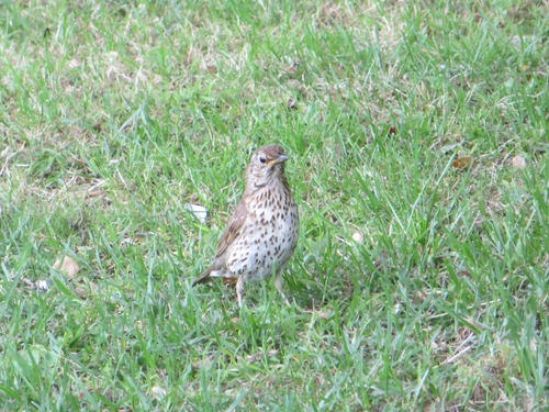 Song Thrush (Turdus philomelos), photo 3