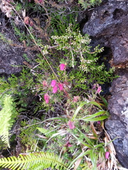 Daboecia azorica