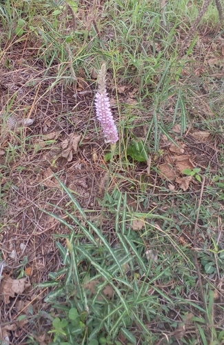 Prishniparni