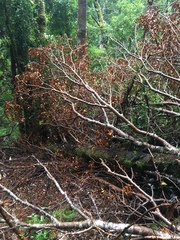 Nothofagus nitida