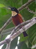 Buff-throated Sunbird - Photo (c) Nik Borrow, some rights reserved (CC BY-NC)