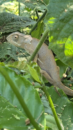 Flap-necked Chameleon