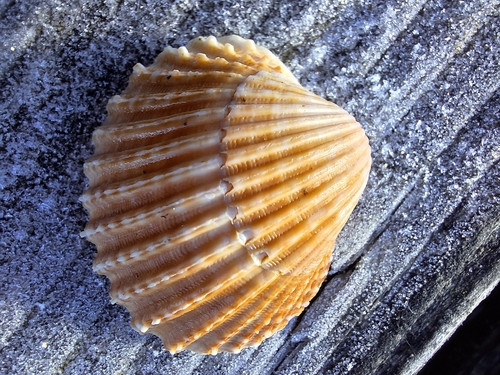 Acanthocardia echinata