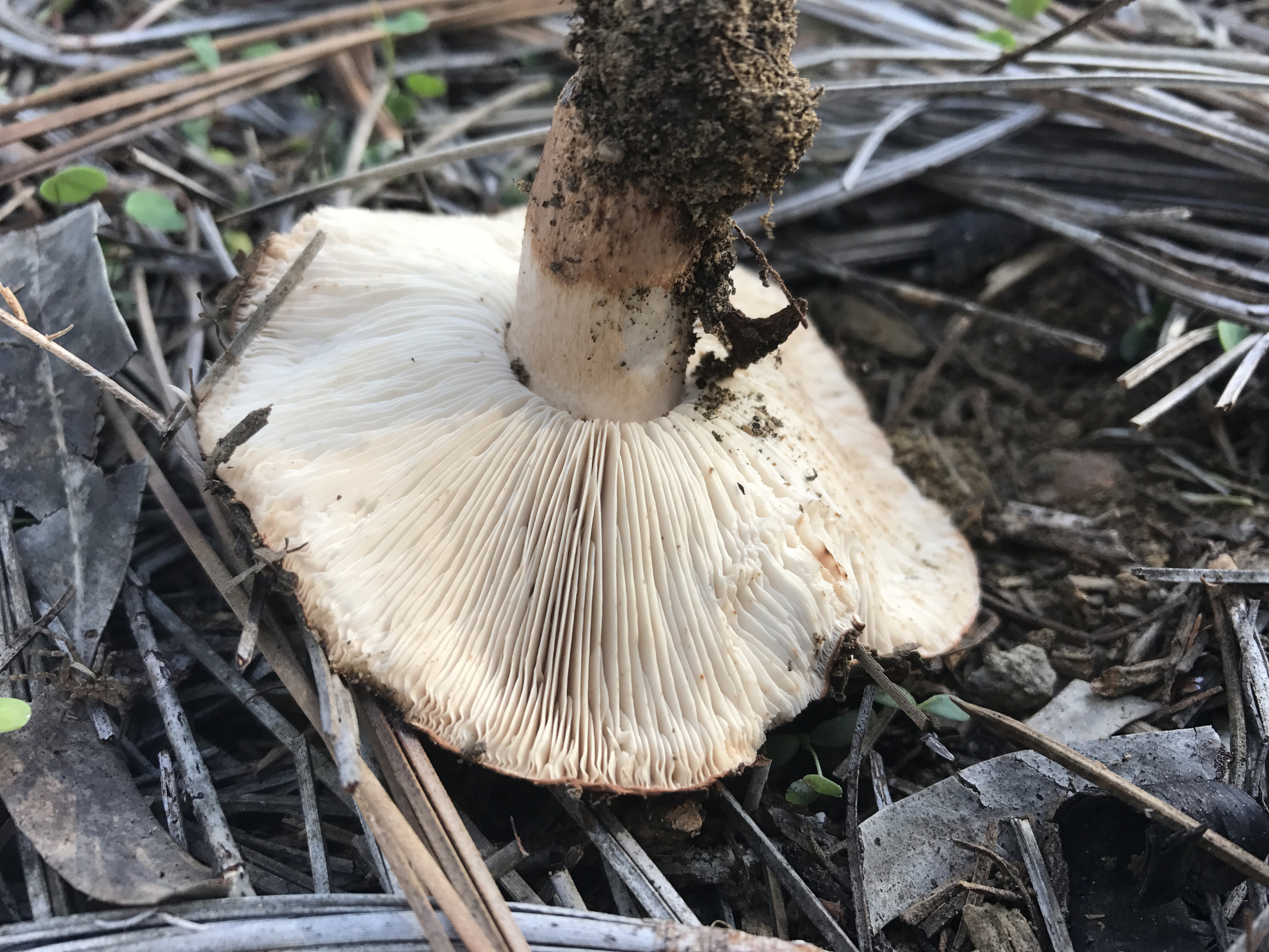 Tricholoma fracticum image