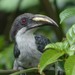 Sri Lanka Grey Hornbill - Photo (c) Pieter Prins, some rights reserved (CC BY-NC), uploaded by Pieter Prins