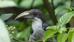 Ocyceros gingalensis