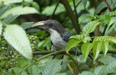 Ocyceros gingalensis