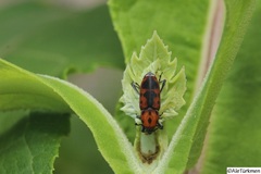 Rhodobaenus