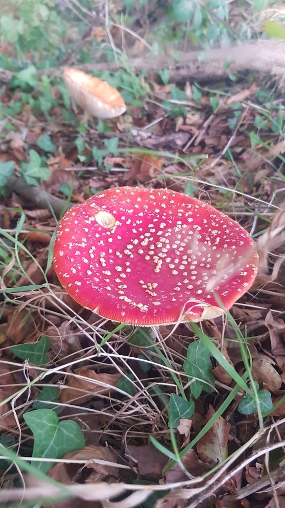 Amanita muscaria muscaria