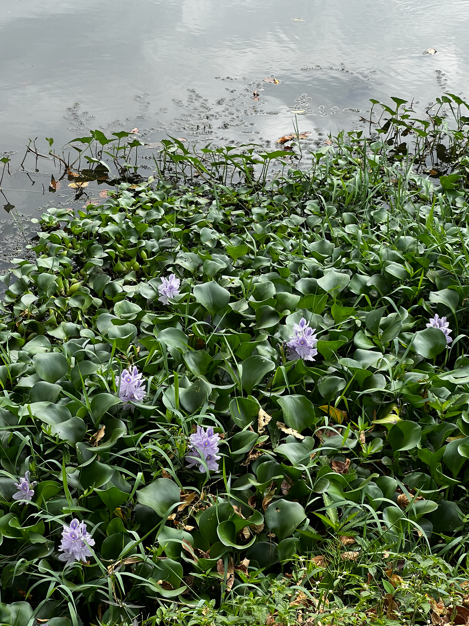 Common water hyacinth