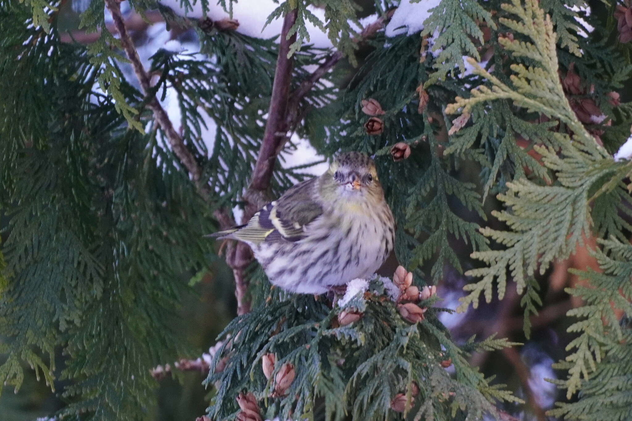 Eurasian Siskin (Spinus spinus), photo 7