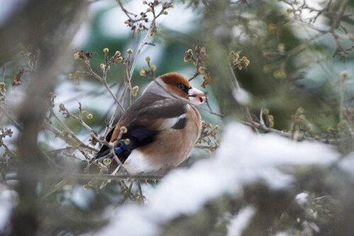Hawfinch (Coccothraustes coccothraustes), photo 4
