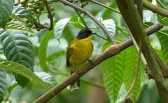 Rubigula melanicterus