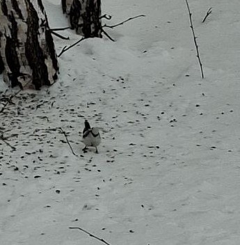 Azure Tit (Cyanistes cyanus), photo 3